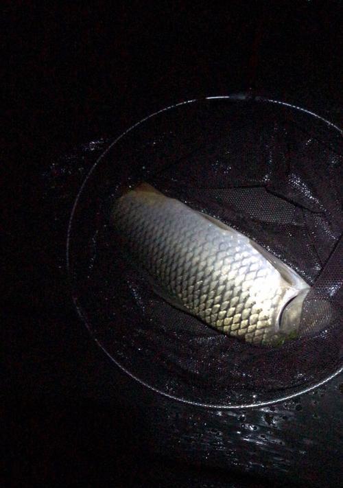 冬天十六度夜钓鲫鱼技巧有哪些？如何提高夜钓鲫鱼的成功率？  第1张