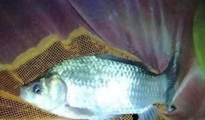 冬天十六度夜钓鲫鱼技巧有哪些？如何提高夜钓鲫鱼的成功率？  第2张