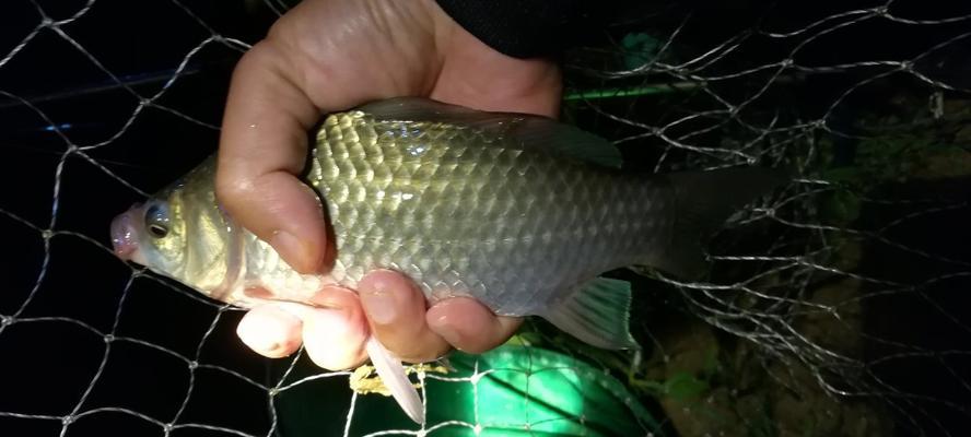 冬天十六度夜钓鲫鱼技巧有哪些？如何提高夜钓鲫鱼的成功率？  第3张