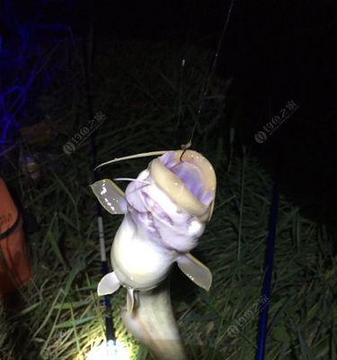 冬天十六度夜钓鲫鱼有哪些技巧？如何提高夜钓鲫鱼的成功率？  第2张