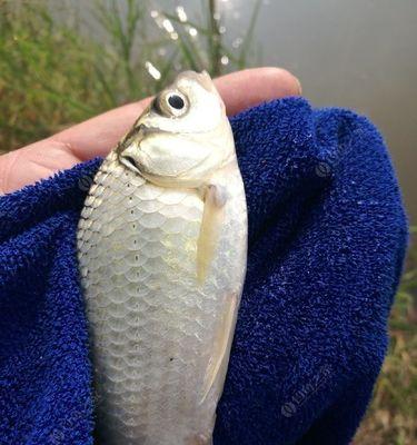 冬天手竿钓鱼技巧野钓鲫鱼有哪些？如何提高钓鲫鱼的成功率？  第1张