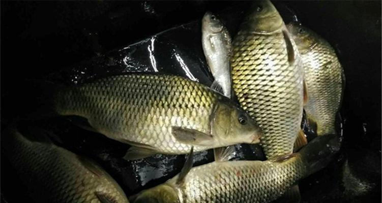 冬天手竿夜钓技巧和方法是什么？如何提高夜钓成功率？  第2张