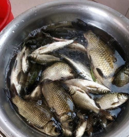 冬天水库野钓鲫鱼技巧有哪些？如何提高钓鲫鱼的成功率？  第3张