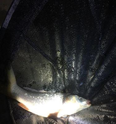 冬天水库夜钓鲫鱼技巧有哪些？如何提高钓鲫鱼的成功率？  第2张