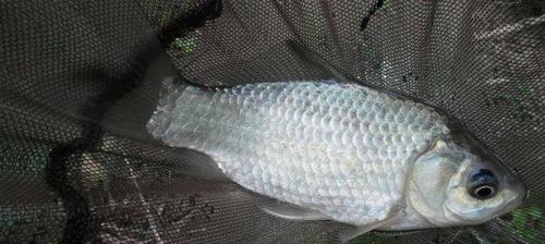 冬天死水野钓鲫鱼技巧是什么？如何提高冬季野钓鲫鱼的成功率？  第1张