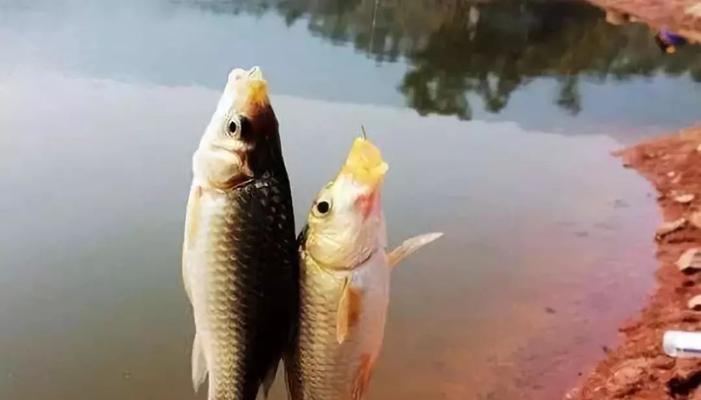 冬天挖洞钓鱼技巧是什么？如何提高成功率？  第1张