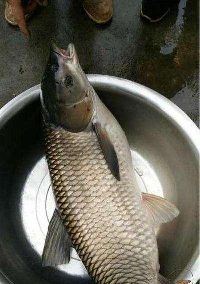 冬天野钓草鱼有哪些技巧？如何提高钓获率？  第2张