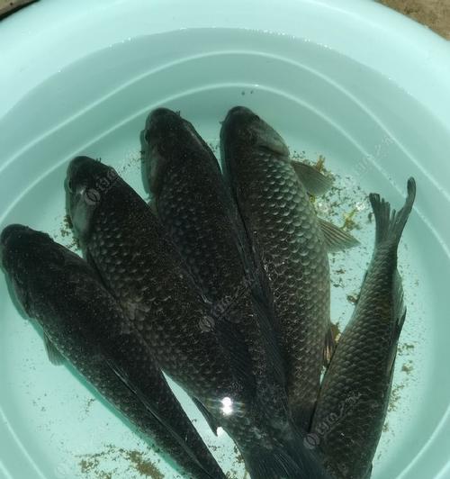 冬天野钓大湖大板鲫技巧有哪些？如何提高钓获率？  第2张