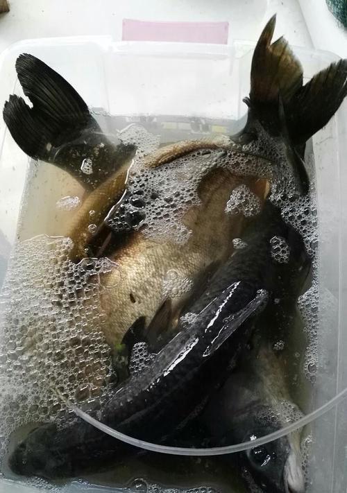 冬天野钓大鱼的方法和技巧是什么？如何提高冬季钓鱼的成功率？  第3张