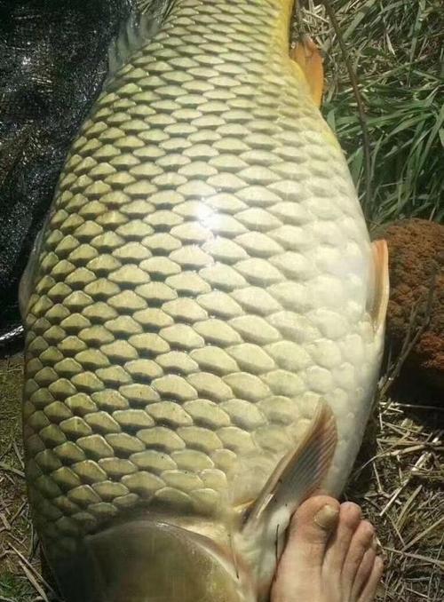 冬天野钓大鱼的方法和技巧是什么？如何提高冬季钓鱼的成功率？  第2张