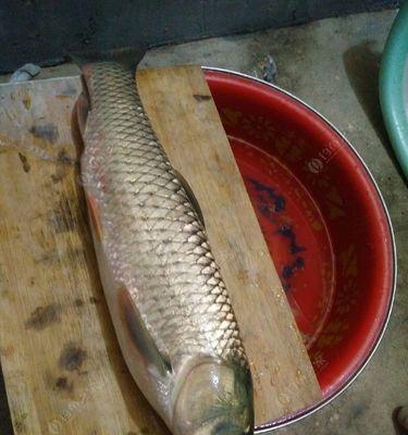 冬天野钓大鱼技巧教程？如何在寒冷季节成功钓到大鱼？  第2张