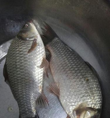 冬天野钓钓鲫鱼的技巧是什么？如何提高冬季钓鲫鱼的成功率？  第1张