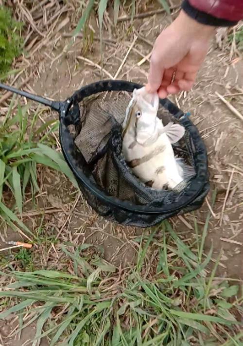 冬天野钓鳜鱼技巧有哪些？如何提高冬季钓鳜鱼的成功率？  第2张