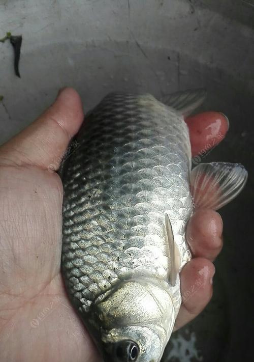 冬天野钓鲫鱼打窝技巧是什么？如何有效吸引鲫鱼？  第2张