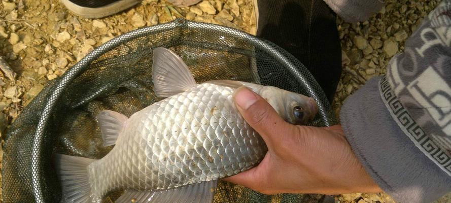 冬天野钓鲫鱼技巧有哪些？适合的饵料配方是什么？  第2张