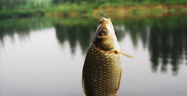 冬天野钓鲫鱼最佳调漂技巧是什么？如何提高钓鲫鱼的效率？  第1张