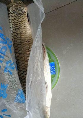 冬天野钓绝活技巧有哪些？如何应对冬季钓鱼的常见问题？  第1张