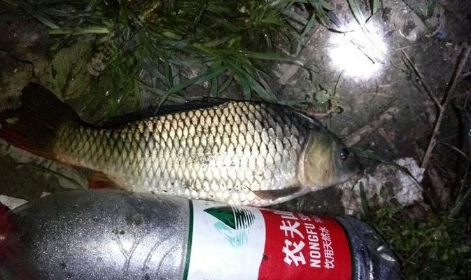 冬天野钓鲤鱼的技巧是什么？如何提高冬季鲤鱼的钓获率？  第1张