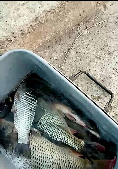 冬天野钓鲤鱼的技巧是什么？如何提高冬季鲤鱼的钓获率？  第2张