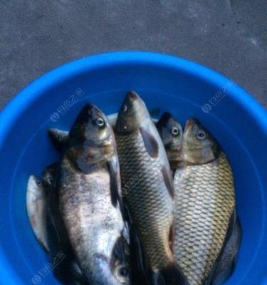 冬天野钓鲤鱼的技巧是什么？如何提高冬季鲤鱼的钓获率？  第3张