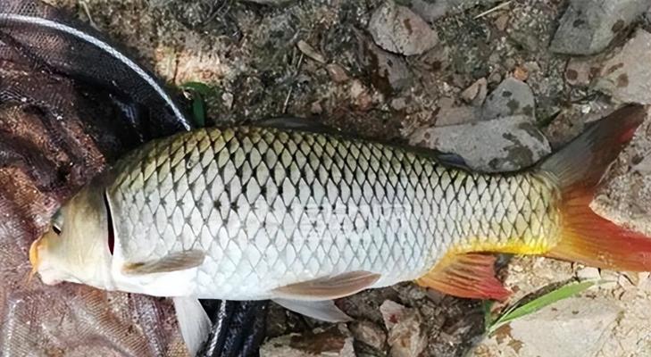 冬天野钓鲤鱼技巧有哪些？如何提高冬季鲤鱼的上钩率？  第3张
