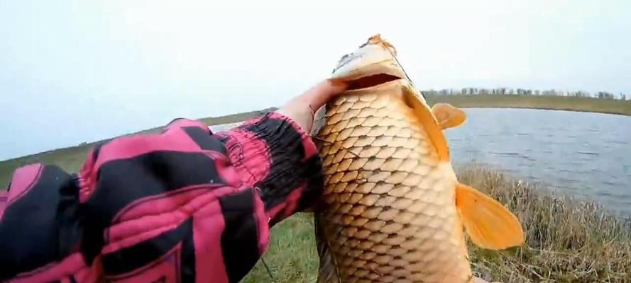 冬天野钓用螺丝肉钓鱼技巧有哪些？如何提高钓获率？  第3张