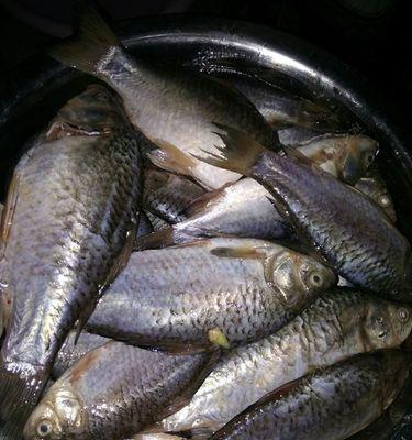 冬天野钓找鱼最佳方法和技巧是什么？如何提高冬季钓鱼的成功率？  第1张