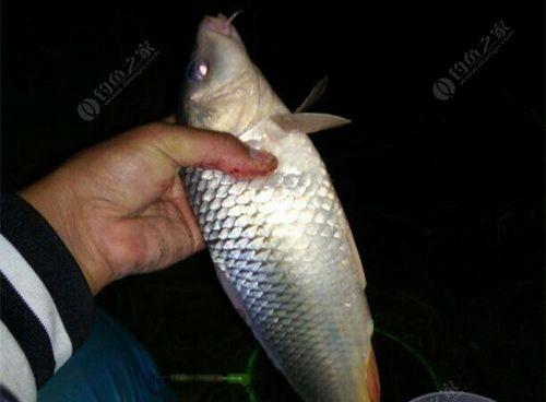 冬天夜钓草鱼的技巧是什么？如何提高冬季夜钓草鱼的成功率？  第2张