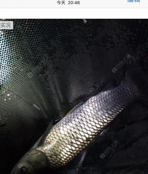 冬天夜钓草鱼的技巧是什么？如何提高冬季夜钓草鱼的成功率？  第1张