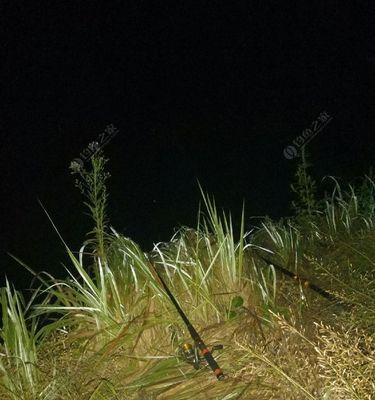 冬天夜钓草鱼实用技巧？如何提高钓获率？  第3张
