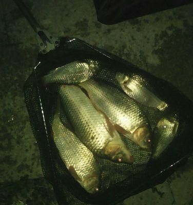 冬天夜钓池塘鲫鱼技巧有哪些？如何提高钓鲫鱼的成功率？  第2张