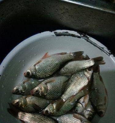 冬天夜钓池塘鲫鱼技巧有哪些？如何提高钓鲫鱼的成功率？  第3张