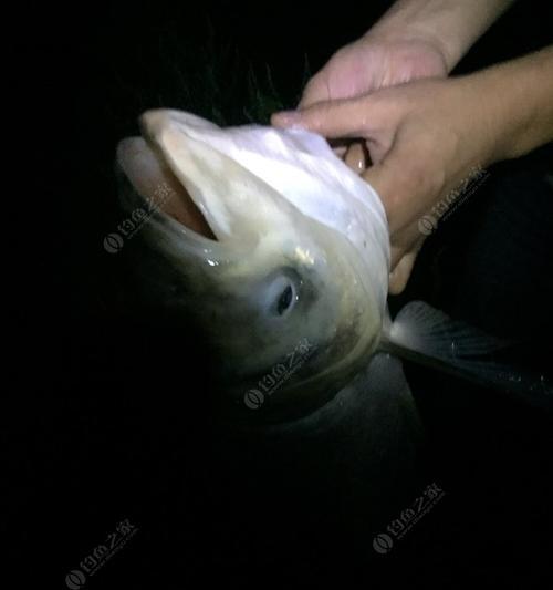 冬天夜钓大棚钓鱼技巧有哪些？如何提高夜钓成功率？  第3张