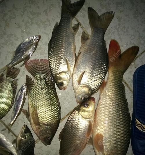 冬天夜钓应该注意什么？有哪些实用的小技巧？  第2张