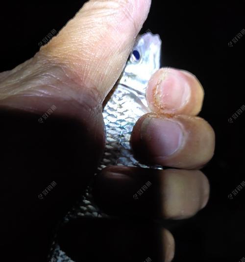 冬天夜钓的十大绝密技巧是什么意思？如何提高夜钓成功率？  第2张