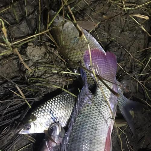冬天夜钓的十大绝密技巧是什么原理？如何提高夜钓成功率？  第3张