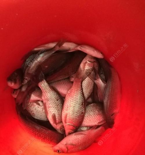 冬天夜钓钓鲫鱼技巧有哪些？如何提高钓鲫鱼的成功率？  第2张
