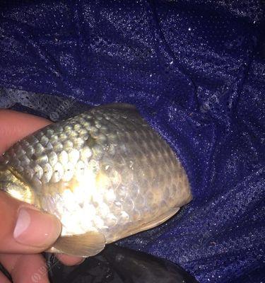 冬天夜钓钓鲫鱼技巧有哪些？如何提高钓鲫鱼的成功率？  第3张