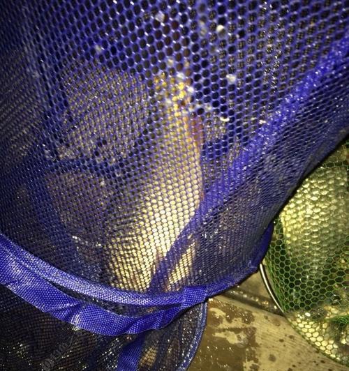 冬天夜钓黑坑技巧有哪些？如何应对低温天气提高钓鱼效率？  第3张