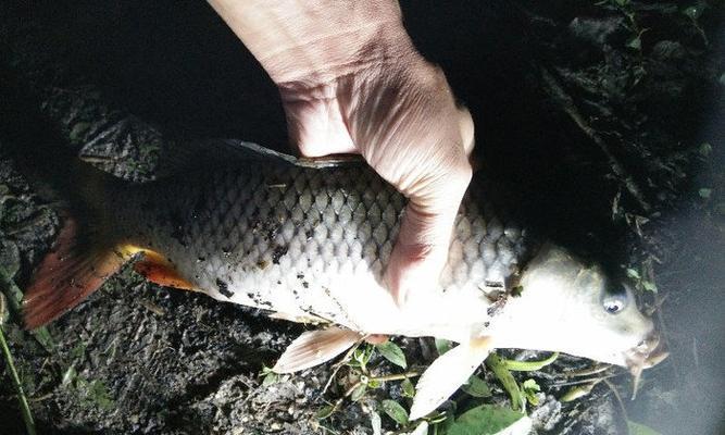 冬天夜钓鲫鱼有哪些技巧？如何提高野钓鲫鱼的成功率？  第2张
