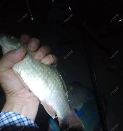 冬天夜钓鲫鲤鱼技巧有哪些？如何提高夜钓成功率？  第1张