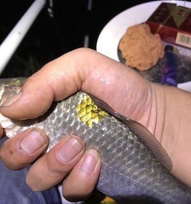 冬天夜钓鲫鱼技巧有哪些？如何提高夜钓鲫鱼的成功率？  第3张
