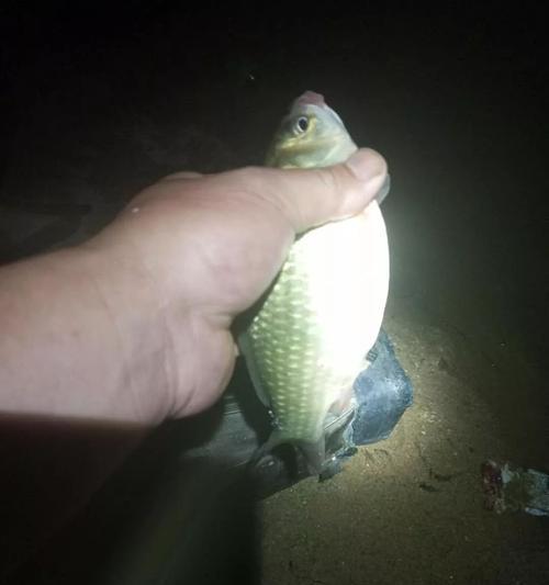 冬天夜钓鲫鱼技巧及方法是什么？如何提高夜钓鲫鱼的成功率？  第1张