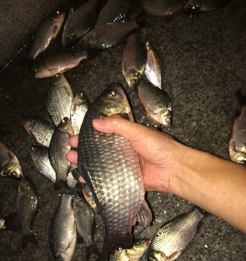 冬天夜钓鲫鱼有哪些绝密技巧？如何提高钓获率？  第2张