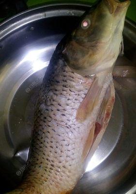 冬天夜钓鲫鱼有哪些绝密技巧？如何提高钓获率？  第3张