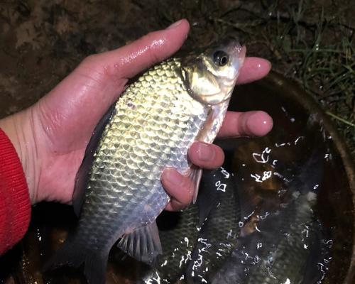 冬天夜钓鲫鱼最佳时间是什么时候？有哪些技巧可以提高成功率？  第2张