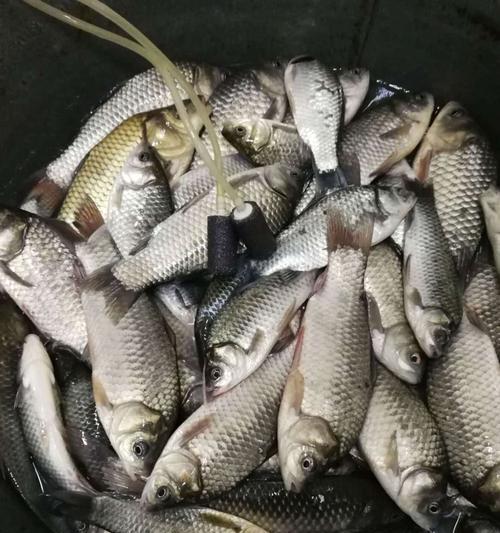 冬天夜钓鲫鱼最佳配方是什么？最新技巧有哪些？  第2张