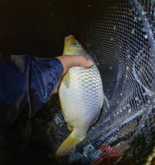 冬天夜钓收竿技巧教程？如何安全高效地结束夜钓？  第2张
