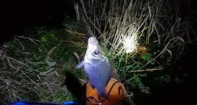 冬天夜钓收竿技巧是什么？如何提高夜钓收竿效率？  第1张