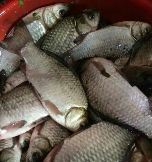 冬天夜钓水库鲫鱼技巧有哪些？如何提高钓获率？  第1张